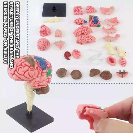 Color-Coded Human Brain Model - Anatomical Teaching Med Artery Display Practical