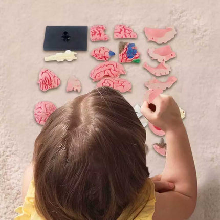 Color-Coded Human Brain Model - Anatomical Teaching Med Artery Display Practical
