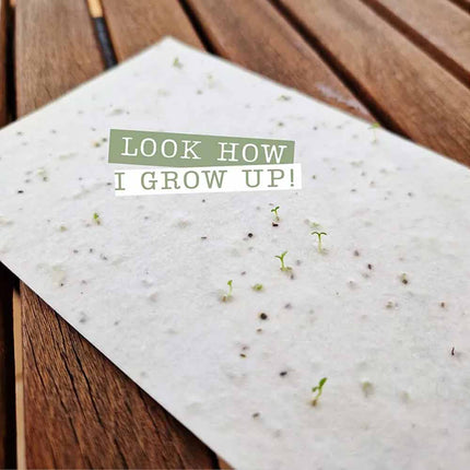 2025 Growable Plantable Seed Paper Desk Calendar Wildflower Desk Planner w/Stand