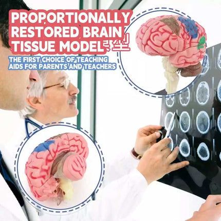 Color-Coded Human Brain Model - Anatomical Teaching Med Artery Display Practical