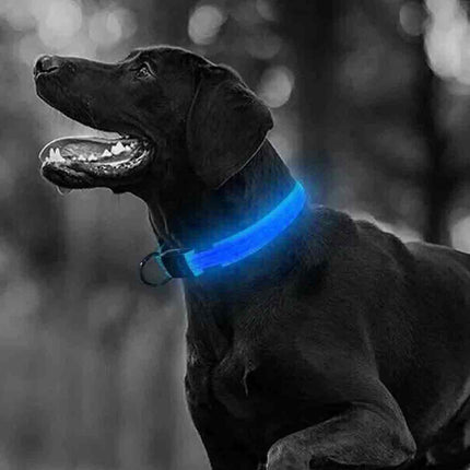 LED Light Up Dog Collar, Adjustable USB Rechargeable Luminous Pet Safety Collar
