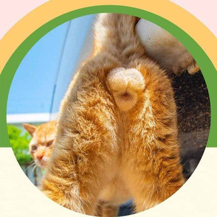 2024 Cats Butts For Cats Lovers - Funny Cats Calendar, Cute Kitten Butt Calendar