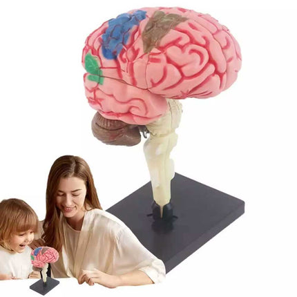 Color-Coded Human Brain Model - Anatomical Teaching Med Artery Display Practical
