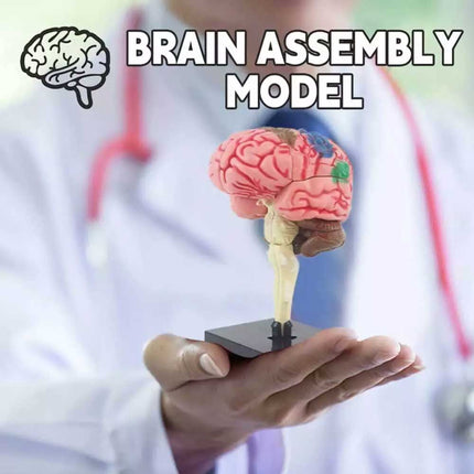 Color-Coded Human Brain Model - Anatomical Teaching Med Artery Display Practical