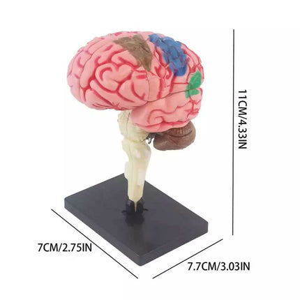 Color-Coded Human Brain Model - Anatomical Teaching Med Artery Display Practical