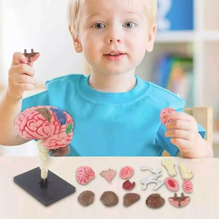 Color-Coded Human Brain Model - Anatomical Teaching Med Artery Display Practical