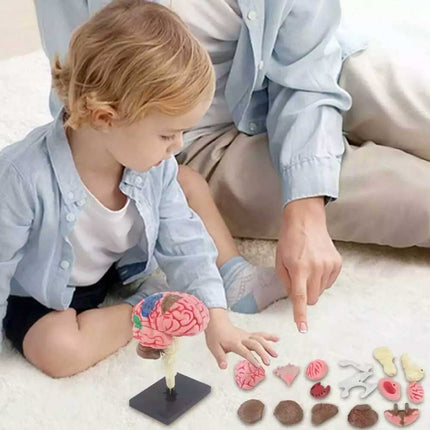 Color-Coded Human Brain Model - Anatomical Teaching Med Artery Display Practical